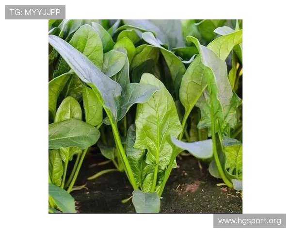 探索菠菜平台的发展趋势及其在现代娱乐行业中的应用前景